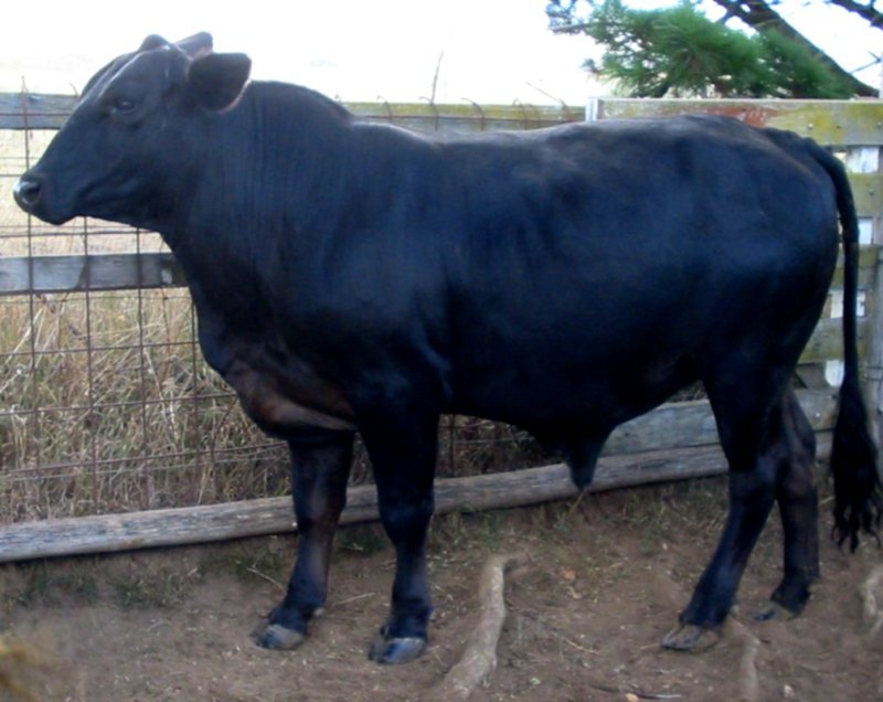 Novillos Brangus 350 kg – Excelente terminación