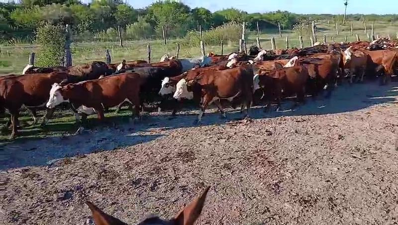 Vaquillas Braford preñadas – Lote de 8