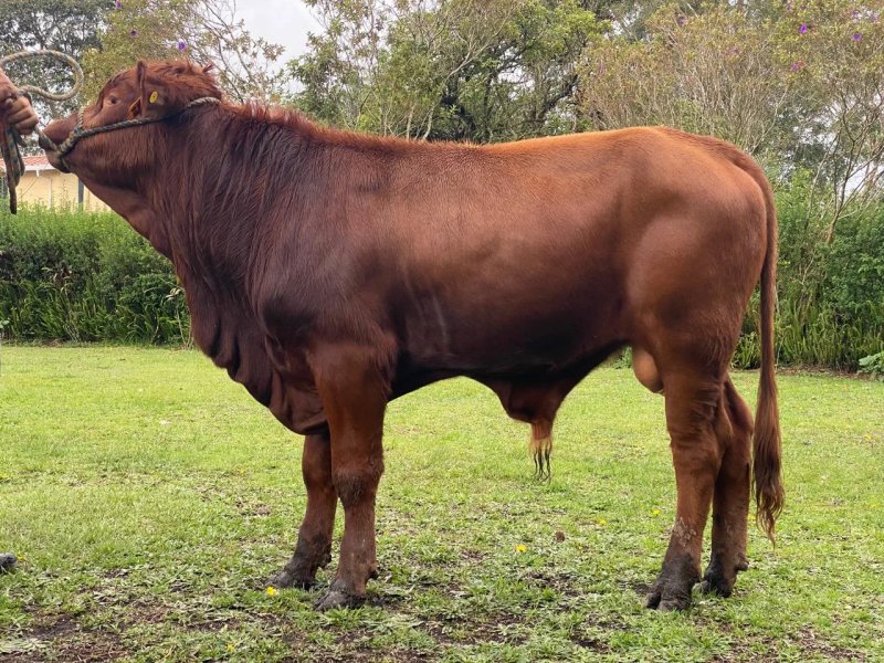 Torito Angus rojo 14 meses Excelente genética