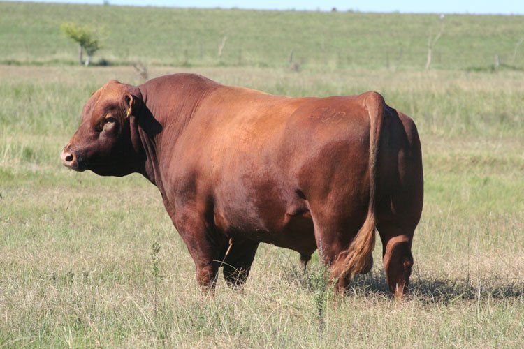 Torito Angus rojo 14 meses Excelente genética — foto 3