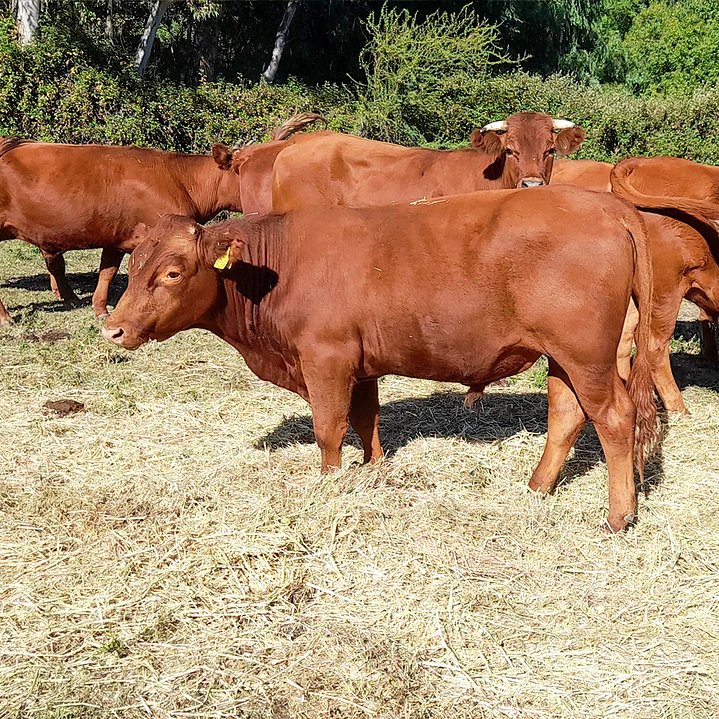 Torito Angus rojo 14 meses Excelente genética — foto 2