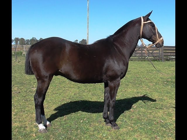 Caballo mestizo – 3 años – Buena alzada