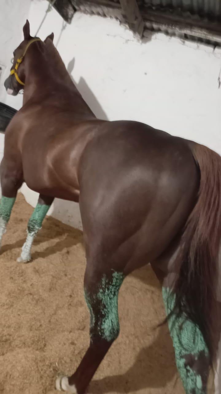 Vendo Caballo Cuarto de milla linea de carrea — foto 3