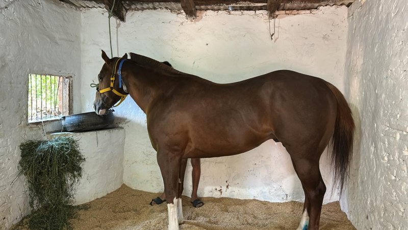 Vendo Caballo Cuarto de milla linea de carrea