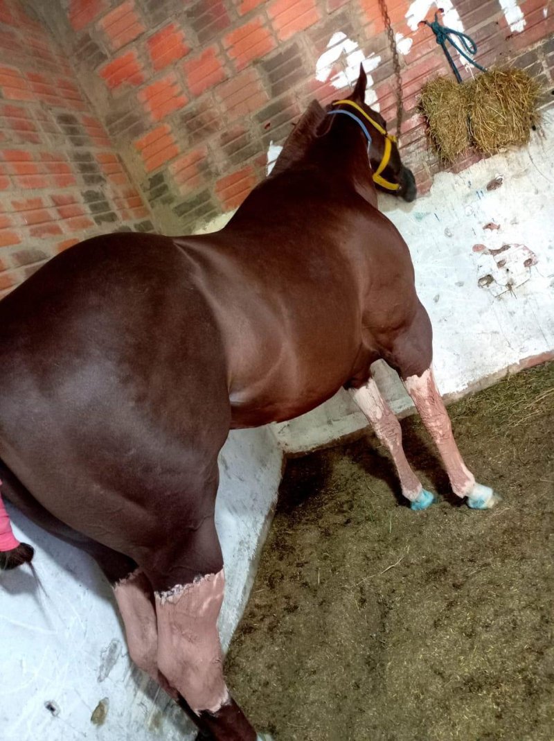 Vendo Caballo Cuarto de milla linea de carrea — foto 2