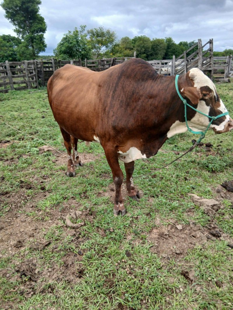 En venta Braford reproductor de 4 años — foto 2