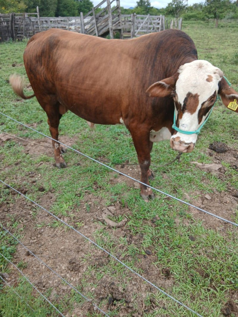 En venta Braford reproductor de 4 años