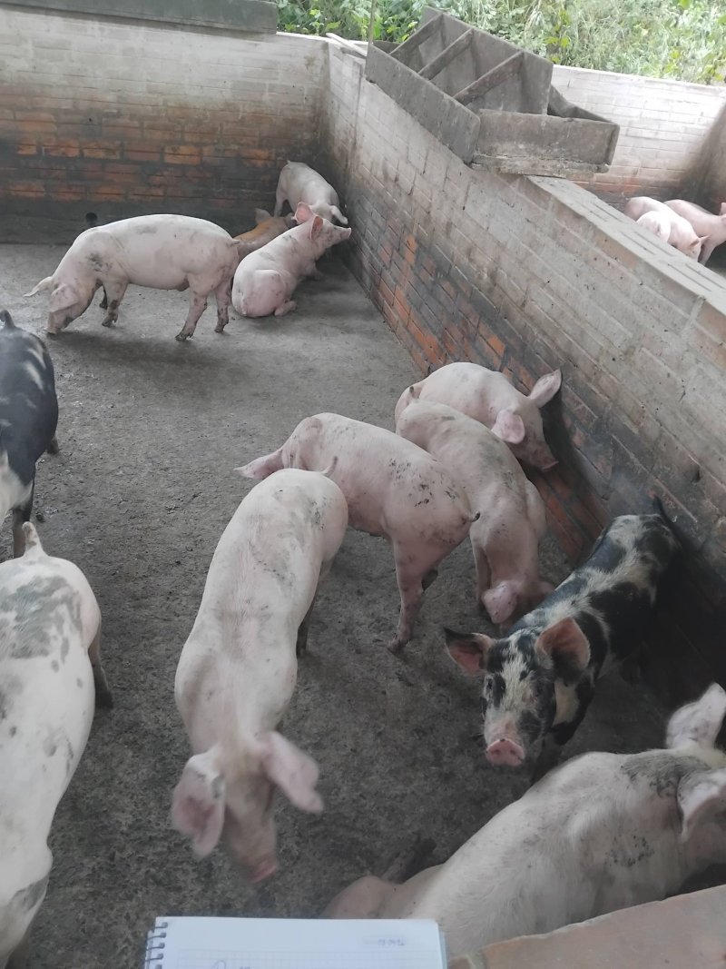 Vendo lechones capón y hembras para madre — foto 3