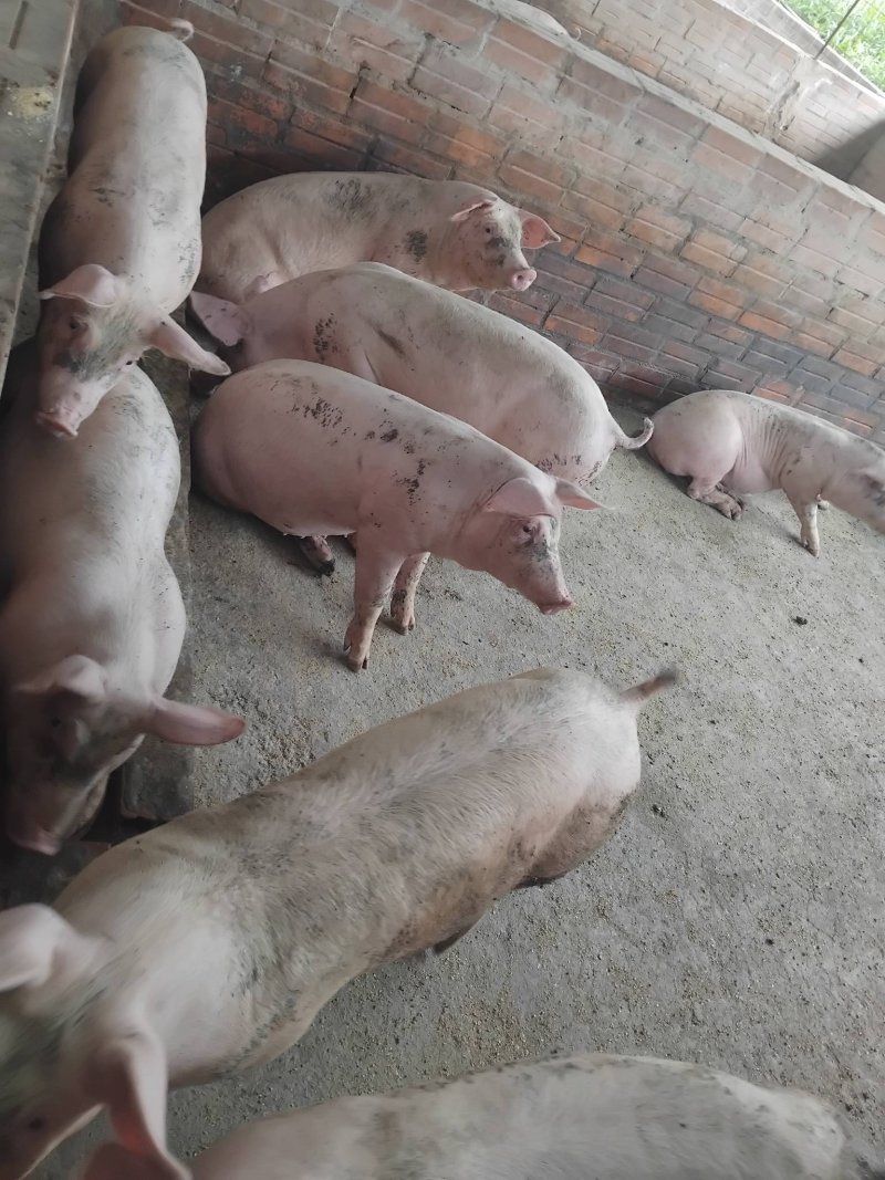 Vendo lechones capón y hembras para madre