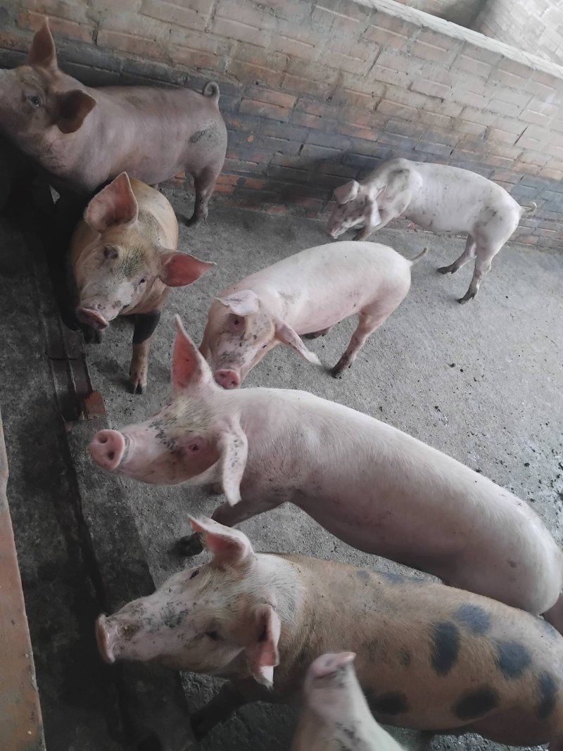 Vendo lechones capón y hembras para madre — foto 2