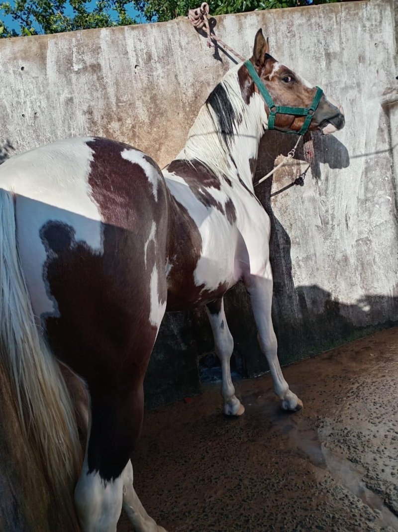 Vendo Caballo Paint horse americano Registrado — foto 2