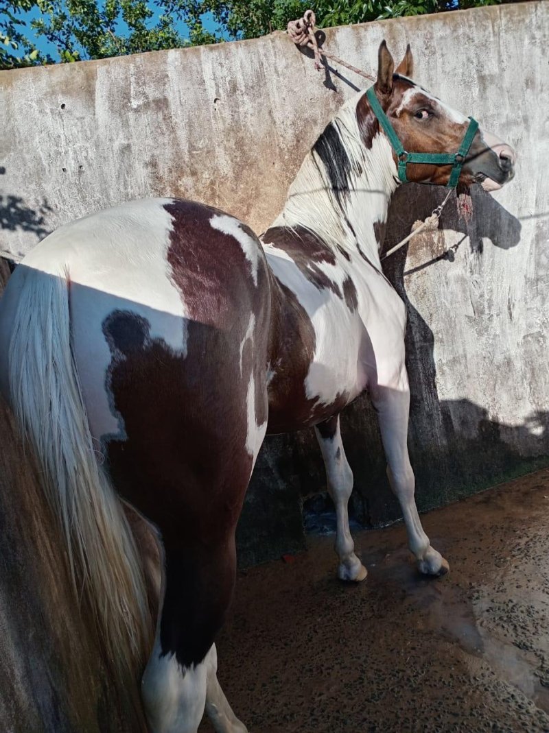 Vendo Caballo Paint horse americano Registrado — foto 4
