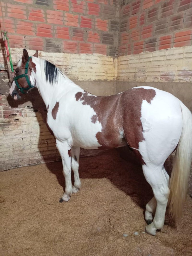 Vendo Caballo Paint horse americano Registrado