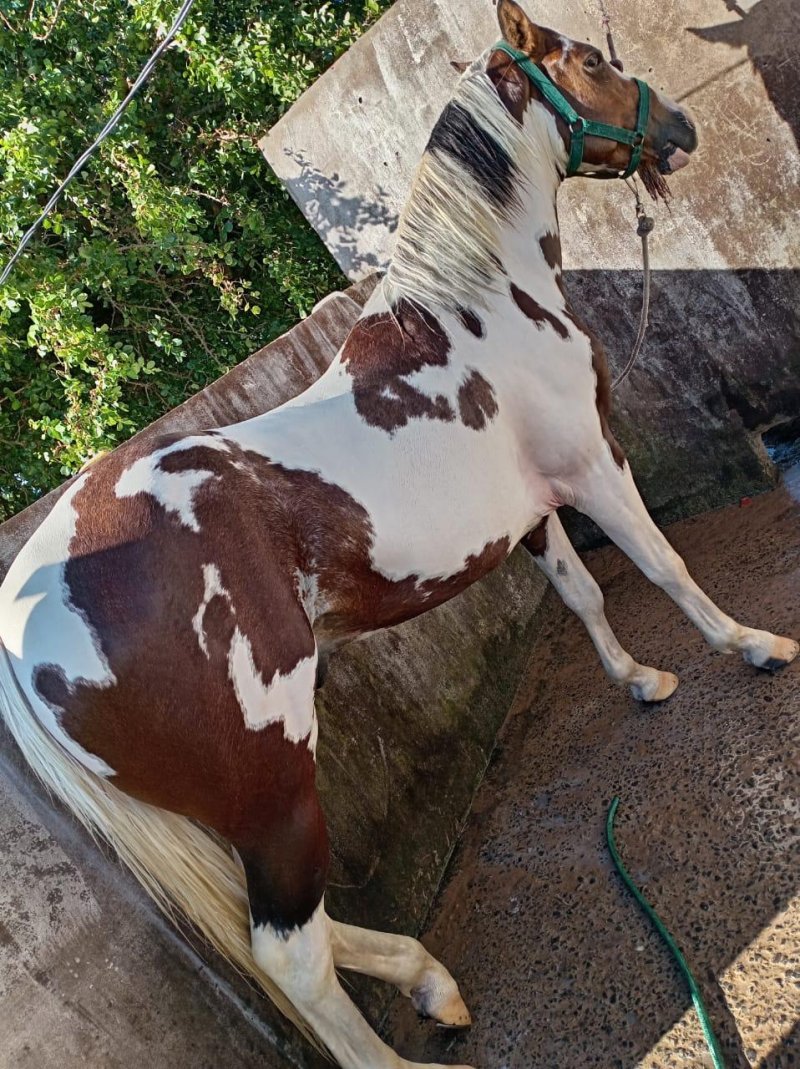 Vendo Caballo Paint horse americano Registrado — foto 3