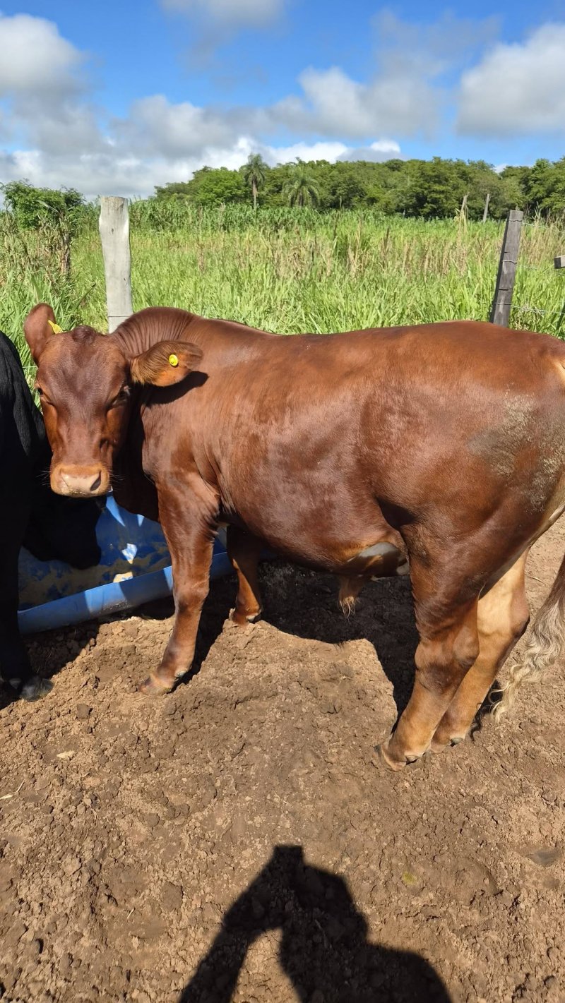 A la venta 2 toritos carimbo 5