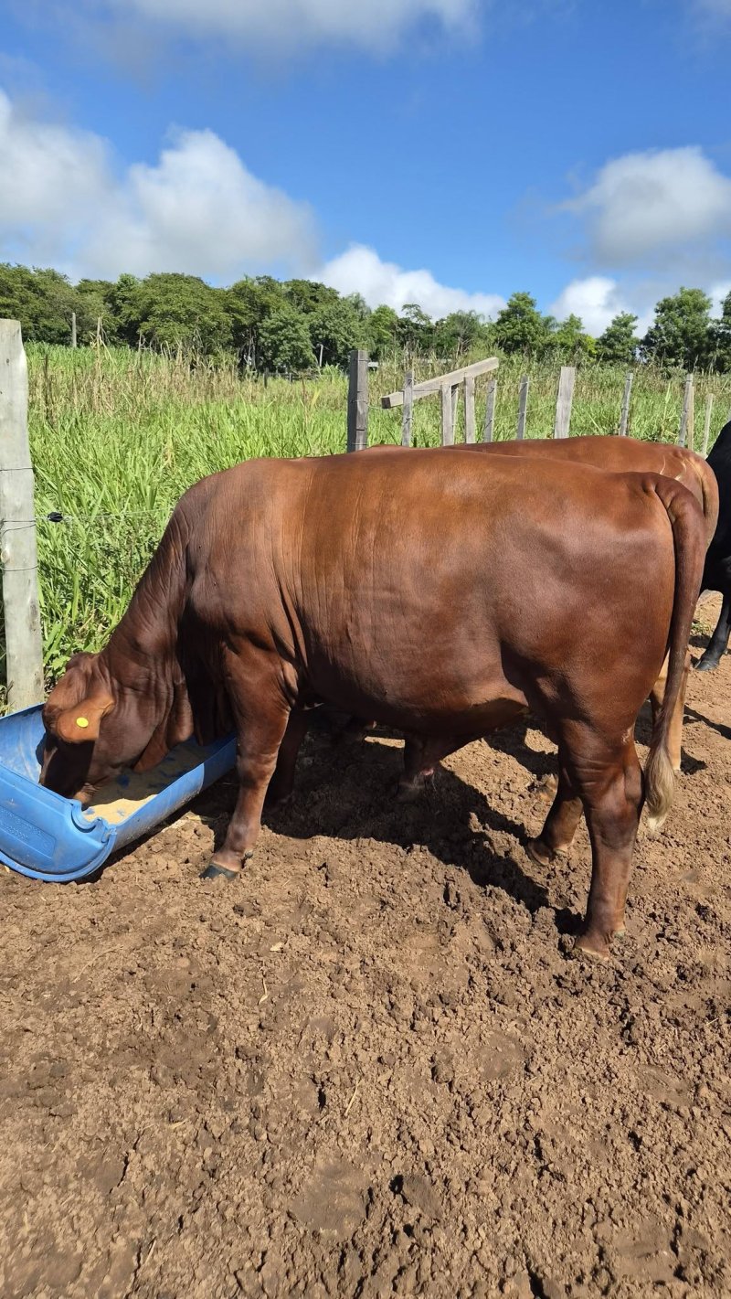 A la venta 2 toritos carimbo 5 — foto 2