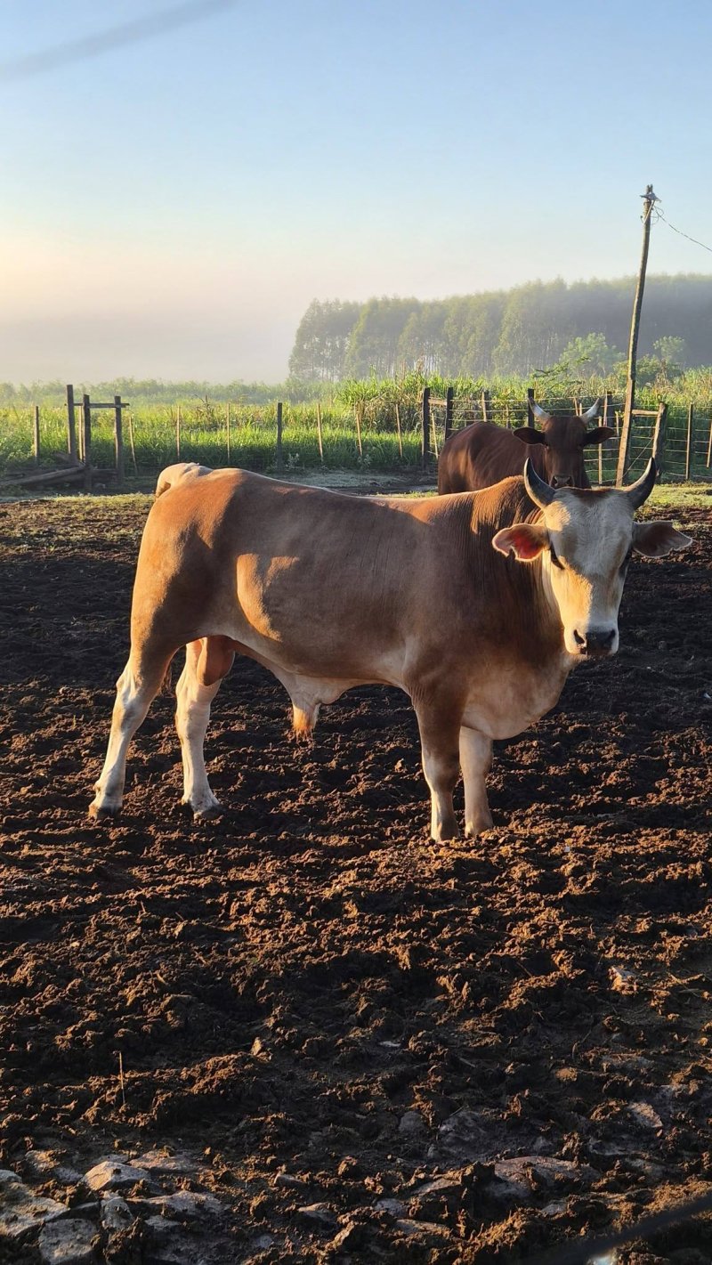 Vendo 6 toros peso promedio 450 — foto 2