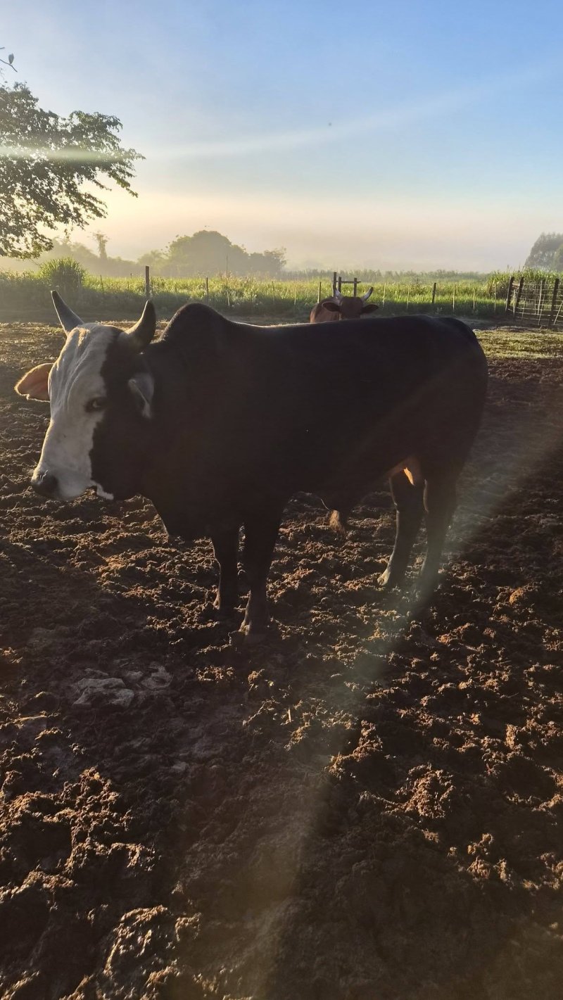 Vendo 6 toros peso promedio 450