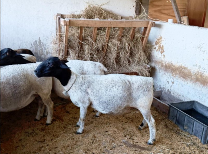 Vendo Oveja Dorper AO próximamente a parir — foto 1