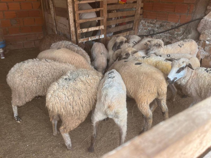 Vendo lote de 16 ovejas la mayoría ya preñadas y servidas — foto 2