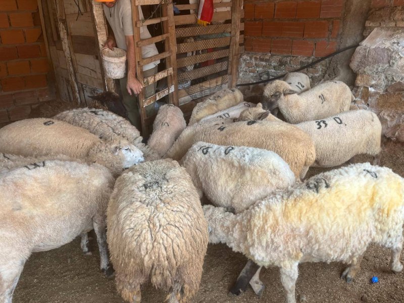 Vendo lote de 16 ovejas la mayoría ya preñadas y servidas