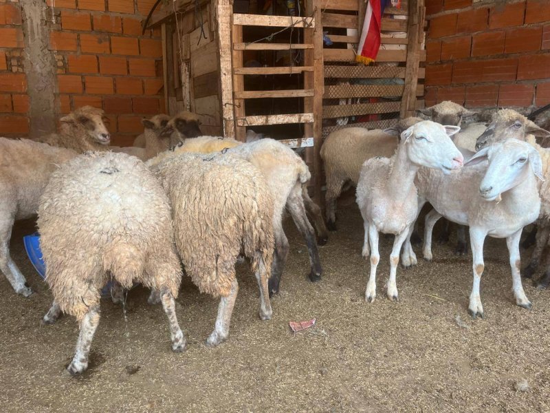 Vendo lote de 16 ovejas la mayoría ya preñadas y servidas — foto 3